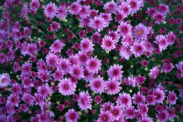 Violet Aster Flowers On Background
