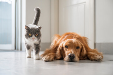 British Shorthair and Golden Retriever