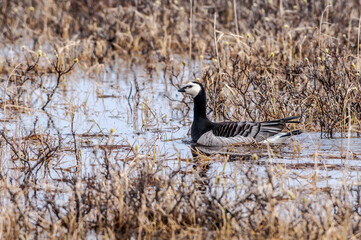 Barnacle Goose (Branta leucopsis) in Barents Sea coastal area, Russia