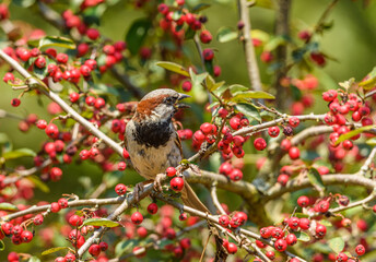 house sparrow (Passer domesticus) on a twig surrounded with red berries amazed