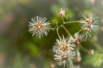 The seed of the grass ready for growth.