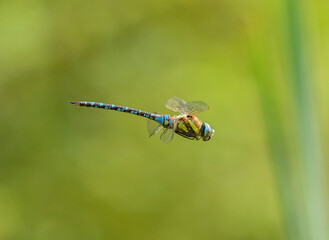 dragonfly migrant hawker (Aeshna mixta) in flight