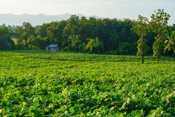 Green soybean field in sunny summer weather.