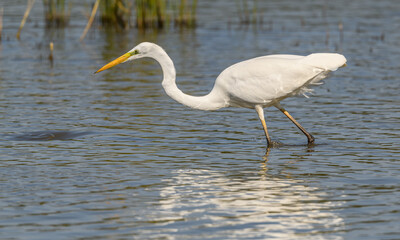 great egret (Ardea alba) alias common, large or great white egret or heron wading in pond