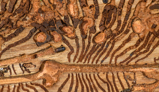 European spruce bark beetle (Ips typographus) in damaged wood with its corridors and chambers