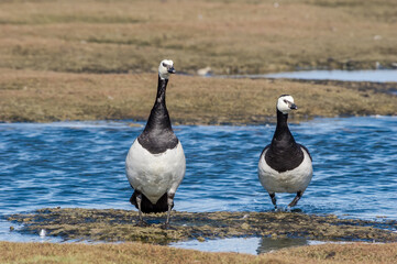 Fototapeta premium Barnacle Geese (Branta leucopsis) in Barents Sea coastal area, Russia