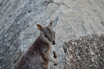 ロックワラビー