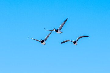 Barnacle Geese (Branta leucopsis) in Barents Sea coastal area, Russia