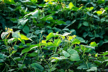 Green soybean field in sunny summer weather.