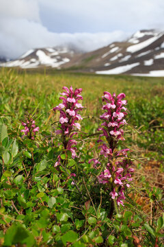 Beautiful flowers of lousewort (Pedicularis) in a mountain valley. Wild flowers growing in the Arctic. Tundra plants. Wildflowers of the polar region. Northern nature of Chukotka and Siberia. Russia.