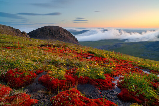 Beautiful summer Arctic landscape. Colorful red moss and flowers in the tundra on a mountain slope. Evening fog in the mountains. Hiking in remote wilderness. Ushkany ridge, Chukotka, Siberia, Russia.