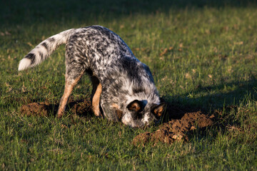 Australian Cattle Dog (Blue Heeler) digging a hole in the grass