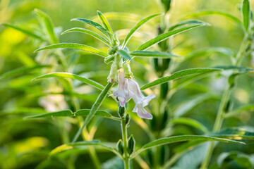 Farmland in the growth of sesame on tree in sesame plants.