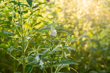 Fototapeta premium Farmland in the growth of sesame on tree in sesame plants.