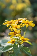 Helianthus tuberosus garden flower isolated