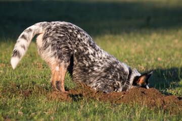 Australian Cattle Dog (Blue Heeler) digging a hole in the grass