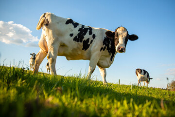 Vache laiti&egrave;re et son troupeau dans une prairie au printemps.