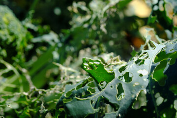 野菜の虫食い穴の葉っぱ