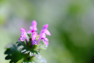 紫色の可愛い野花