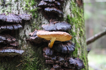 Mushrooms grow on a dead tree in the autumn forest