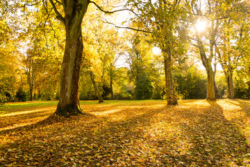 Blätter im Herbst