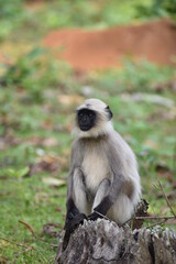 black faced monkey sitting
