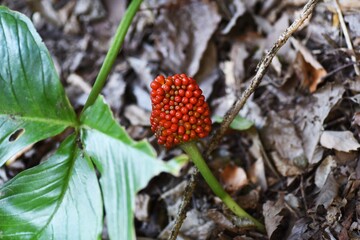 Arisaema ringens (Japanese cobra lily) / Araceae prennial grass