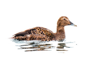 Common eider (Somateria mollissima), with the beautiful orange coloured water surface. Beautiful brown duck from the lake in the morning mist. Wildlife scene from nature, Czech Republic