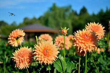 ダリヤの花びら