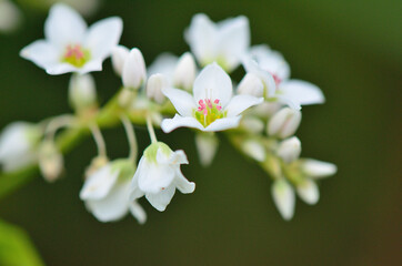 ソバの花