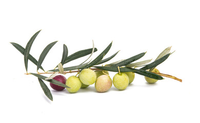 branch with olives isolated
