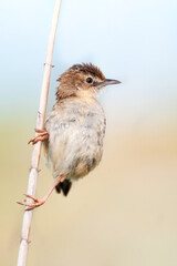 Zitting cisticola or streaked fantail warbler (Cisticola juncidis), a beautiful songbird singing and sitting on a reed in the early morning, Istria, Croatia