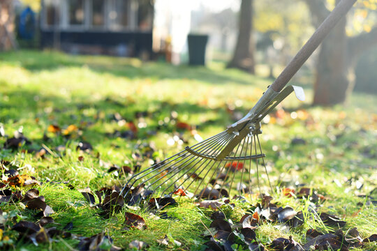 Rake with fallen leaves at autumn. Gardening during fall season. Falling leaves natural background. Czech Republic, Europe.