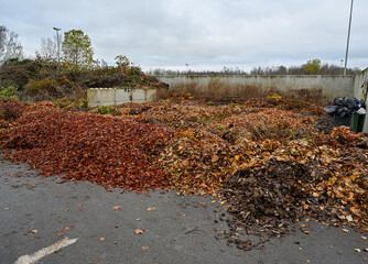 lots of leaves at a recycling center