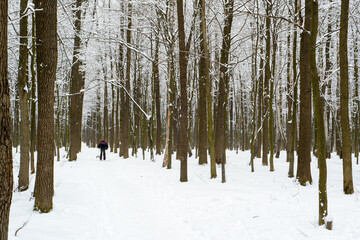 Fototapeta premium frosty winter woodlands