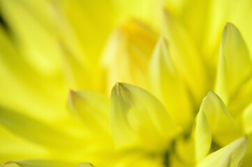 黄色いダリヤの花びら