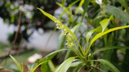 Zodia Plants (Evodia sauveolens)