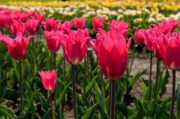 チューリップ畑