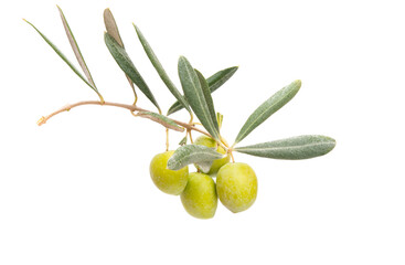 branch with olives isolated