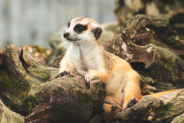 Fototapeta premium Cute meerkat looking with curiousness on tree
