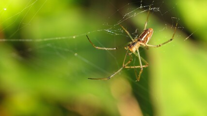 Maintenance of Legs for Japanese Spider