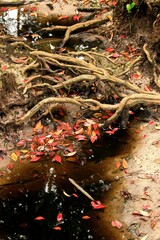 Mangrove and Red Leaves at Rain Forest