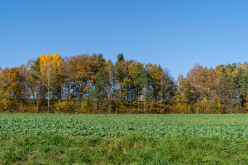 Bunte Herbstbäume vor einem grün bewachsenen Feld. Lindenhardt, Bayern, Deutschland. 2020.  (1)