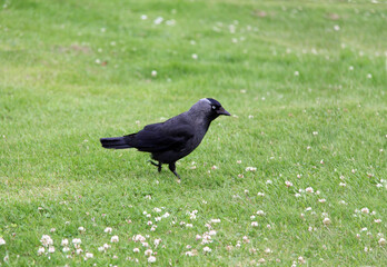 oiseau sur la pelouse