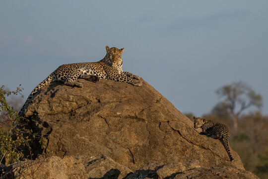 A female leopard, Panthera pardus, amd her cub lie on a rock in the sun.