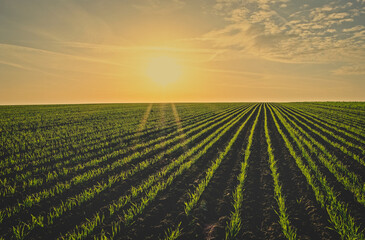 Feld bei Sonnenuntergang