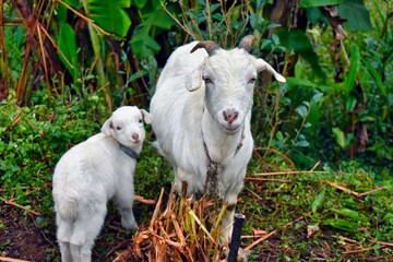 Mother goat and cute lamb looking