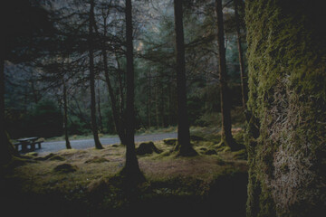 Gougane Barra National Forest Park. Green forest.. At the source of the river Lee. Ireland