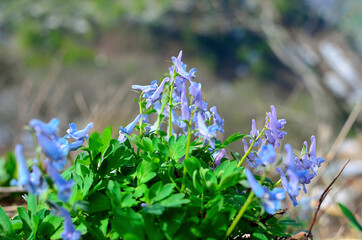 エゾエンゴサク