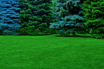 Green spruce and lawn with grass, copy space. Glade with Christmas trees with a place under the text